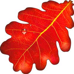 Украшение на скотч 'Дубовый лист', (1;уп), 113-56-А